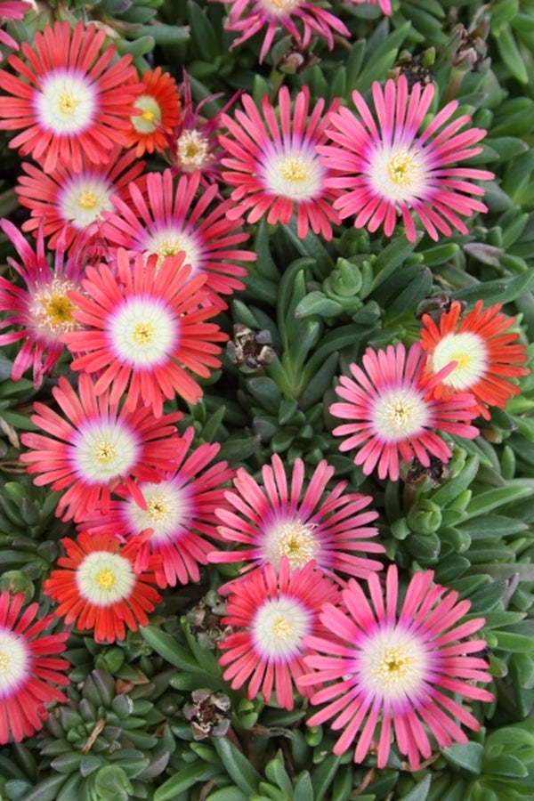 Image of Delosperma dyeri taken at Juniper Level Botanic Gdn, NC by JLBG