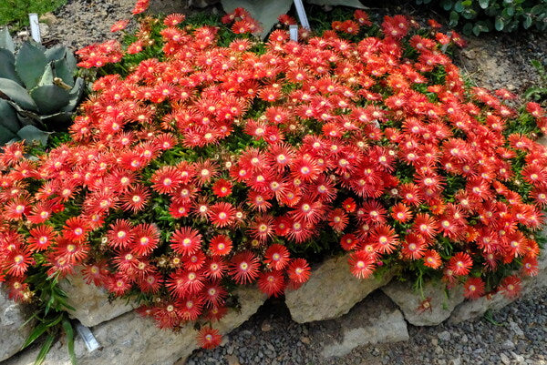 Image of Delosperma dyeri taken at Juniper Level Botanic Gdn, NC by JLBG