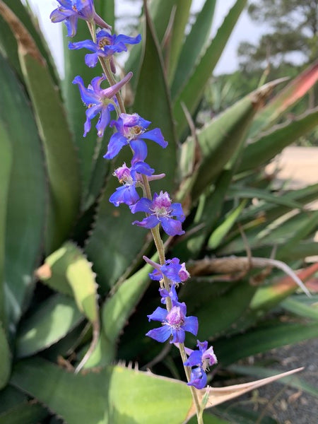 Image of Delphinium carolinianum 'Bastrop' taken at Juniper Level Botanic Garden, Raleigh NC by Lidia Churakova
