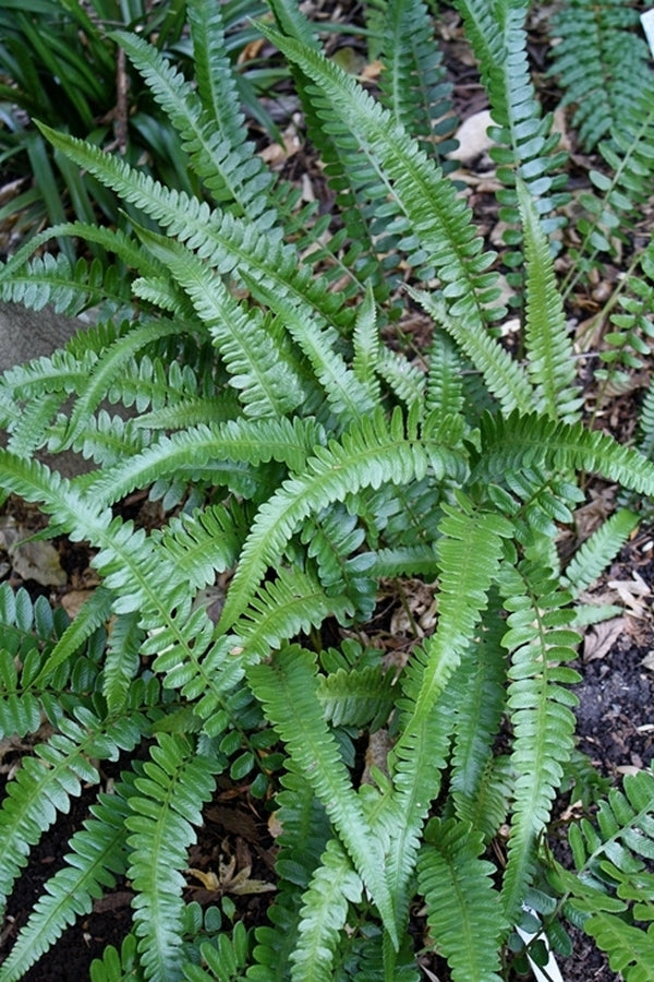 Image of Deparia lobato-crenata taken at Juniper Level Botanic Gdn, NC