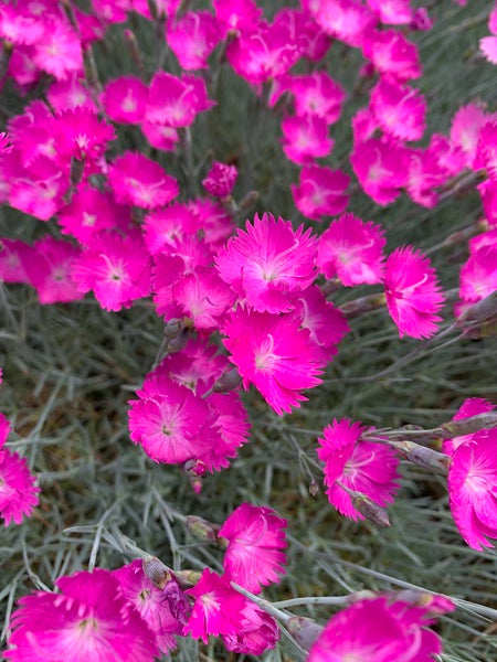 Image of Dianthus 'Feuerhexe' taken at Juniper Level Botanic Gdn, NC by Lidia Churakova