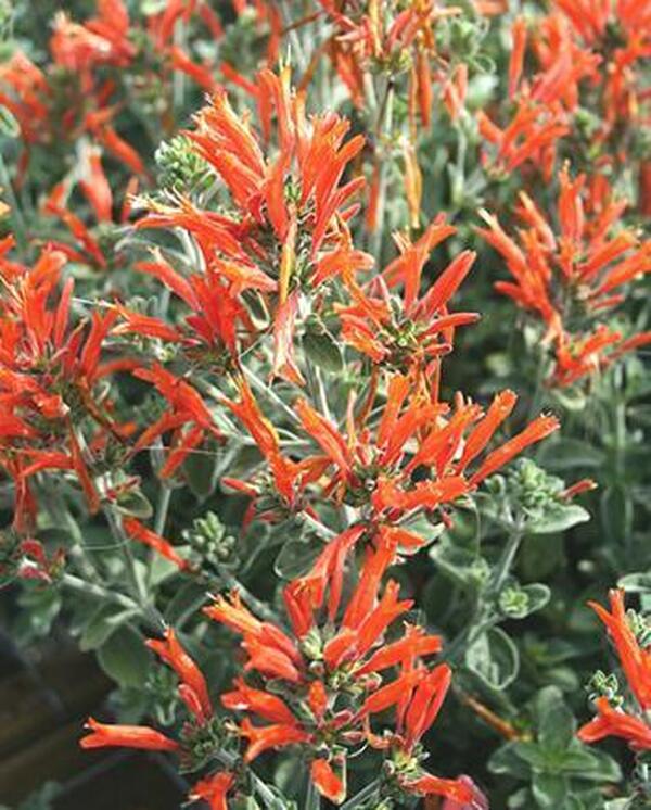 Image of Dicliptera suberecta taken at Juniper Level Botanic Gdn, NC by JLBG