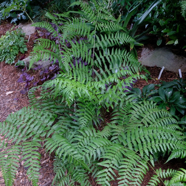 Image of Diplazium hachijoense 'Barbara Joe' taken at Juniper Level Botanic Gdn, NC by JLBG