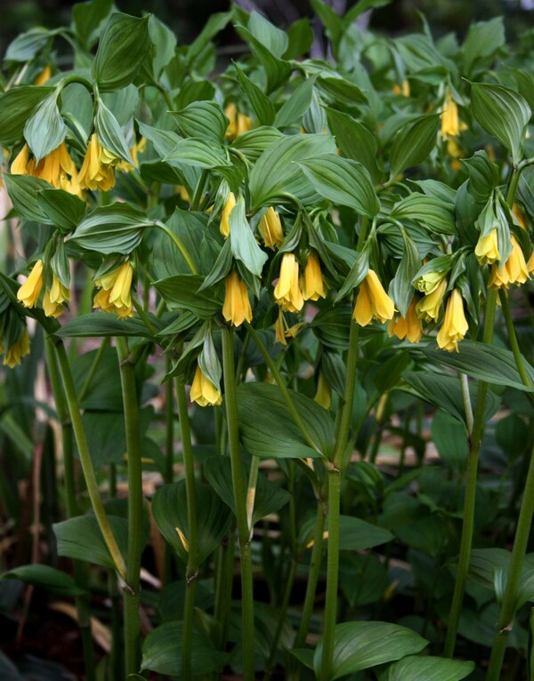 Image of Disporum flavens taken at Juniper Level Botanic Gdn, NC by JLBG