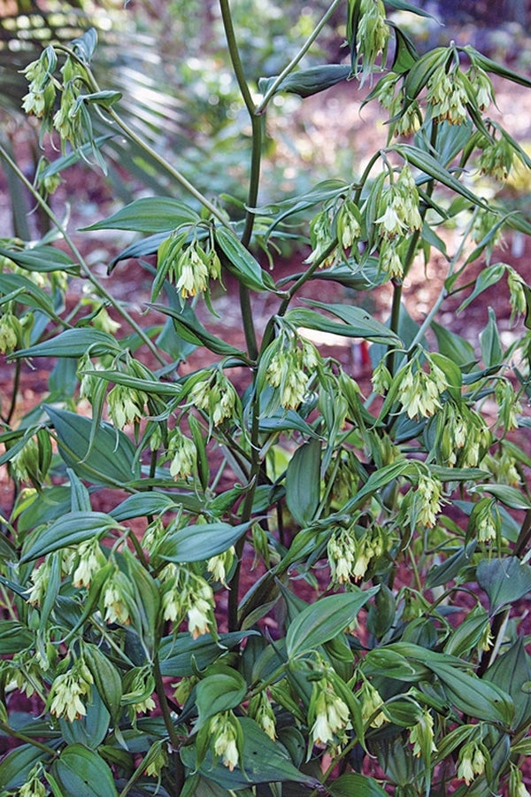 Image of Disporum longistylum 'Green Giant' taken at Juniper Level Botanic Gdn, NC by JLBG