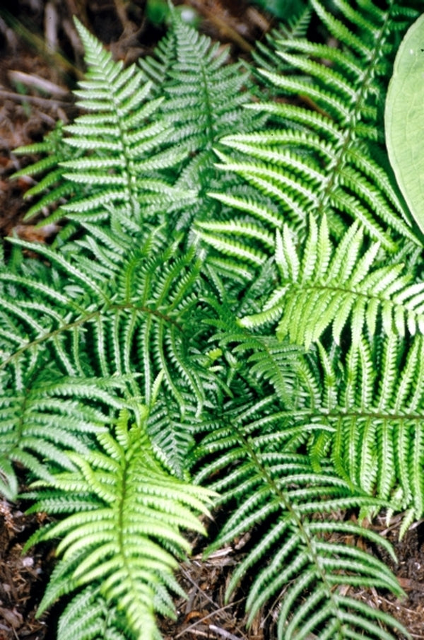 Image of Dryopteris affinis ssp. affinis taken at Juniper Level Botanic Gdn, NC by JLBG