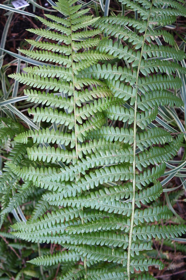 Image of Dryopteris affinis ssp. affinis taken at Juniper Level Botanic Gdn, NC by JLBG