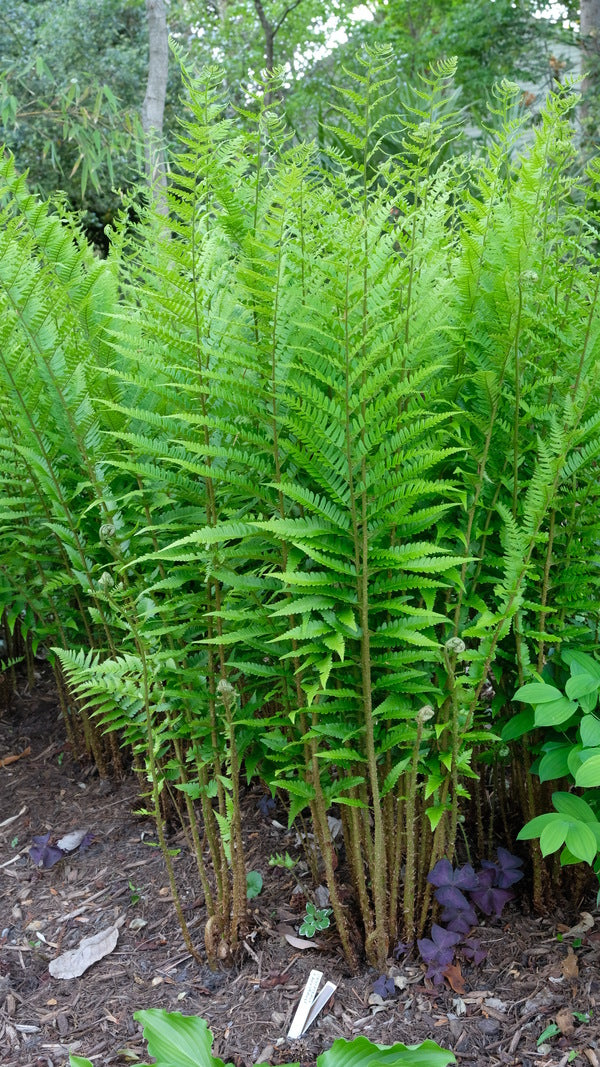 Image of Dryopteris x australis taken at Juniper Level Botanic Gdn, NC by JLBG