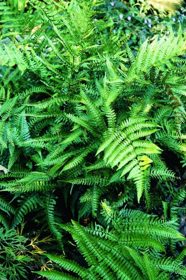 Image of Dryopteris bissetiana taken at Juniper Level Botanic Gdn, NC by JLBG