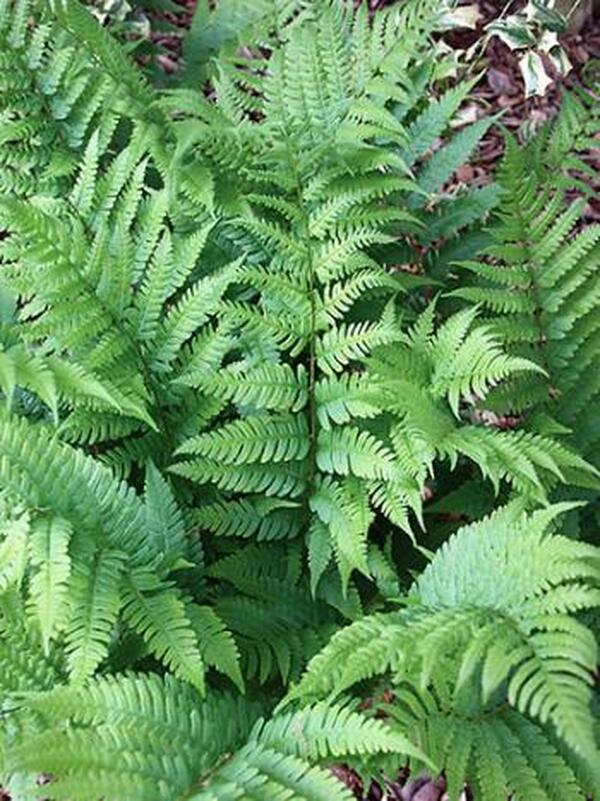 Image of Dryopteris x celsa taken at Juniper Level Botanic Gdn, NC by JLBG