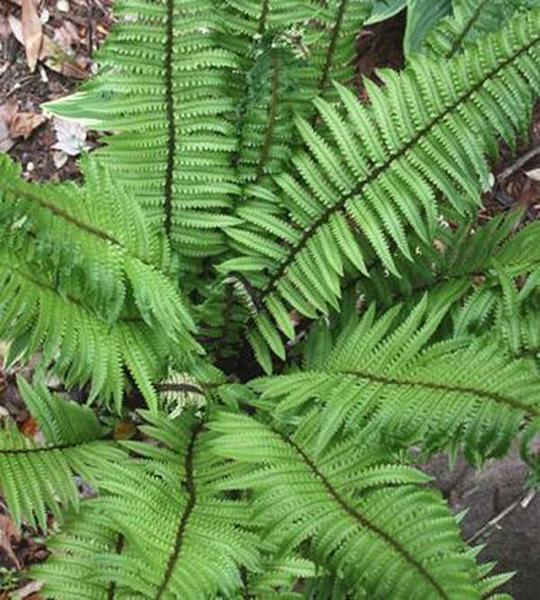 Image of Dryopteris commixta taken at Juniper Level Botanic Gdn, NC by JLBG