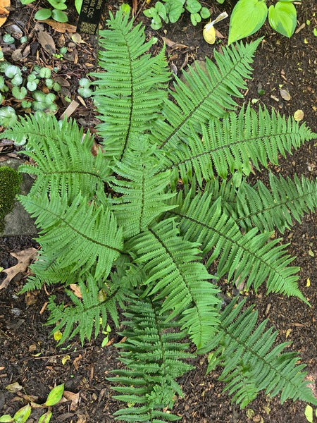 Image of Dryopteris commixta taken at Juniper Level Botanic Gdn, NC by JLBG