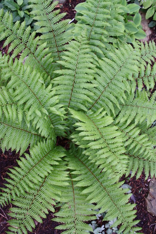 Image of Dryopteris crassirhizoma taken at Juniper Level Botanic Gdn, NC by JLBG