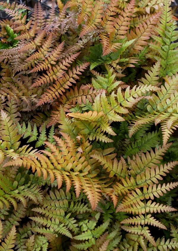 Image of Dryopteris erythrosora 'Brilliance'