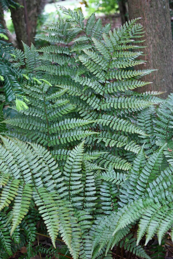 Image of Dryopteris erythrosora