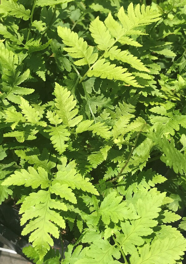 Image of Dryopteris goldieana taken at Juniper Level Botanic Gdn, NC by JLBG