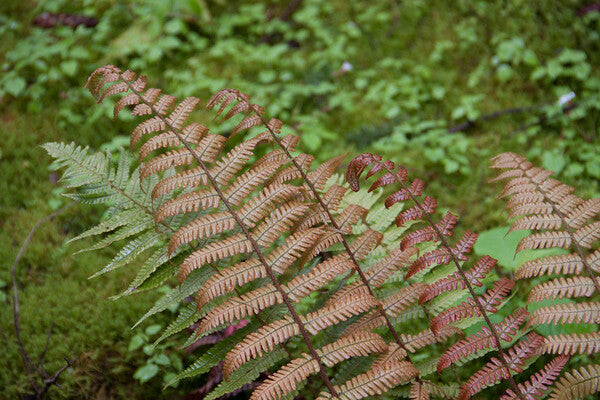 Image of Dryopteris lepidopoda taken at Heronswood, WA by R. Bayton