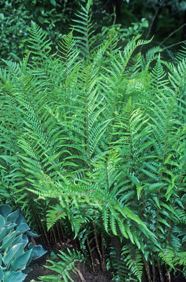 Image of Dryopteris ludoviciana taken at Juniper Level Botanic Gdn, NC by JLBG