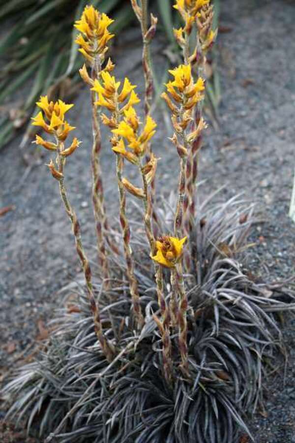 Image of Dyckia choristaminea 'Frazzle Dazzle'