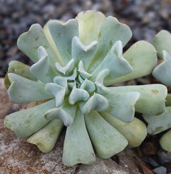 Image of Echeveria runyonii 'Topsy Turvy' taken at Juniper Level Botanic Gdn, NC by JLBG