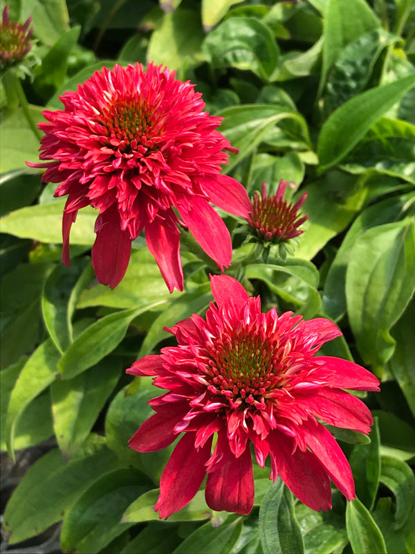 Image of Echinacea 'Double Scoop Cranberry' PP 24,769 taken at Juniper Level Botanic Gdn, NC by C. Hardison