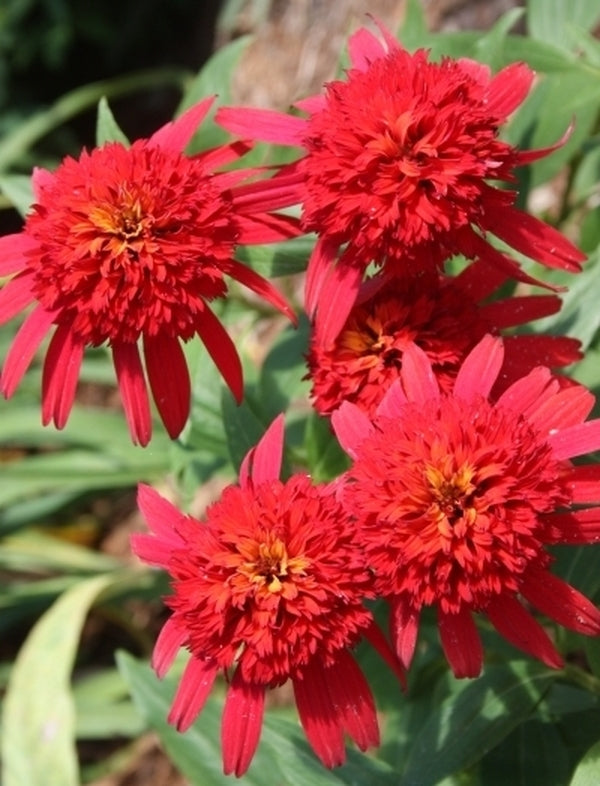 Image of Echinacea 'Hot Papaya' PP 21,022 taken at Juniper Level Botanic Gdn, NC by JLBG
