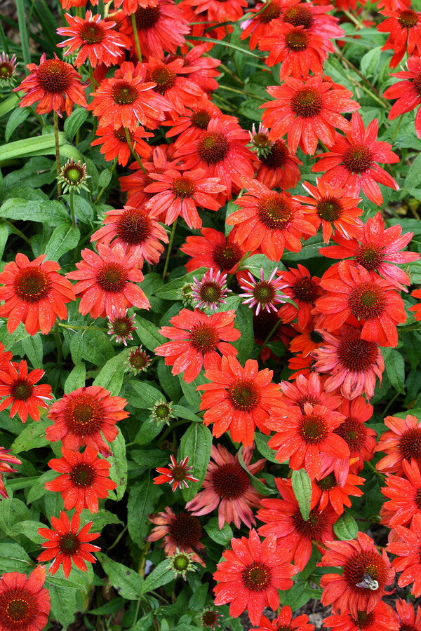 Image of Echinacea 'Salsa Red' PP 23,105 taken at Juniper Level Botanic Gdn, NC by JLBG