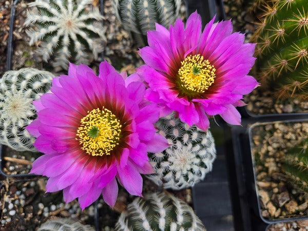 Image of Echinocereus reichenbachii 'Columbus' taken at Juniper Level Botanic Gdn, NC by JLBG