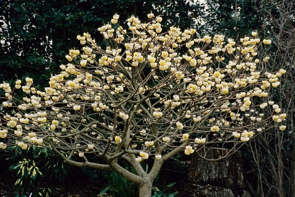 Image of Edgeworthia chrysantha 'Snow Cream' taken at Juniper Level Botanic Gdn, NC by JLBG
