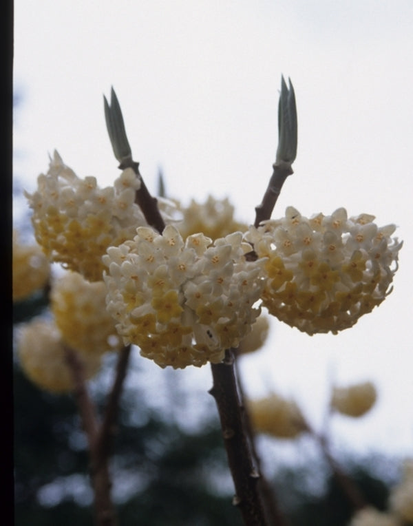 Image of Edgeworthia chrysantha 'Snow Cream' taken at Sauls Road