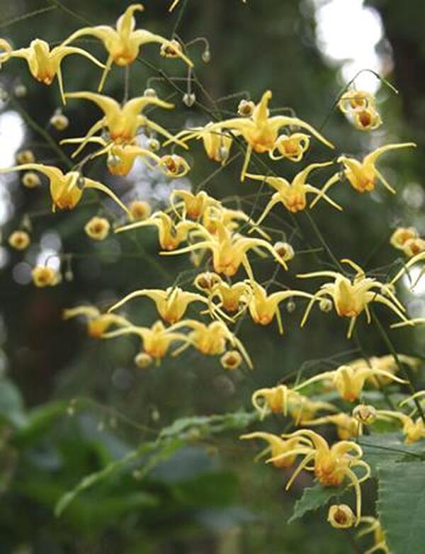 Image of Epimedium 'Amber Queen'  taken at Juniper Level Botanic Gdn, NC by JLBG
