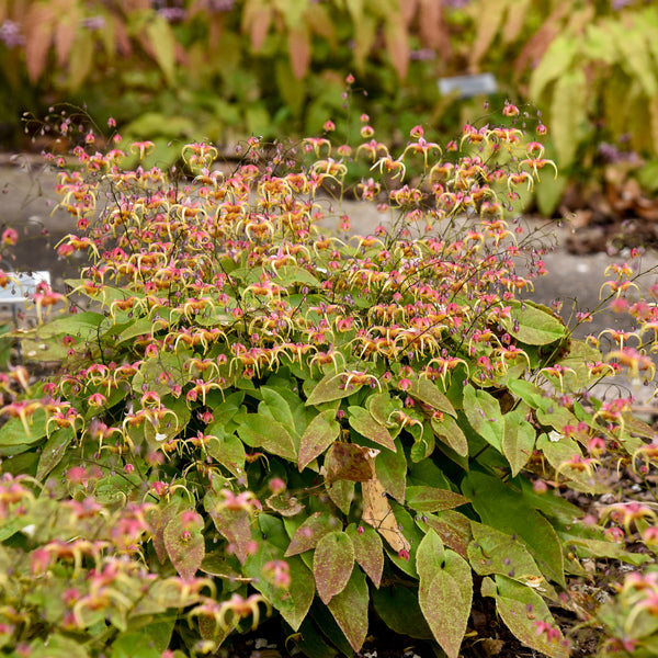 Image of Epimedium 'Dream Catcher' PP36549 taken at Walters Gardens, MI by Walters Gardens