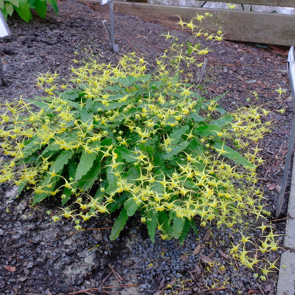 Image of Epimedium 'Lyrical Lemonade' taken at Juniper Level Botanic Gdn, NC by JLBG