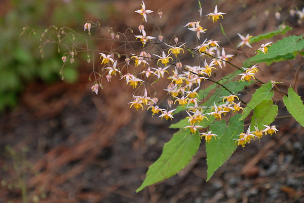 Image of Epimedium 'Mini Pearl' taken at Juniper Level Botanic Gdn, NC by JLBG