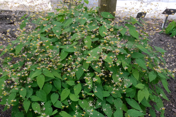 Image of Epimedium 'Mini Pearl' taken at Juniper Level Botanic Gdn, NC by JLBG