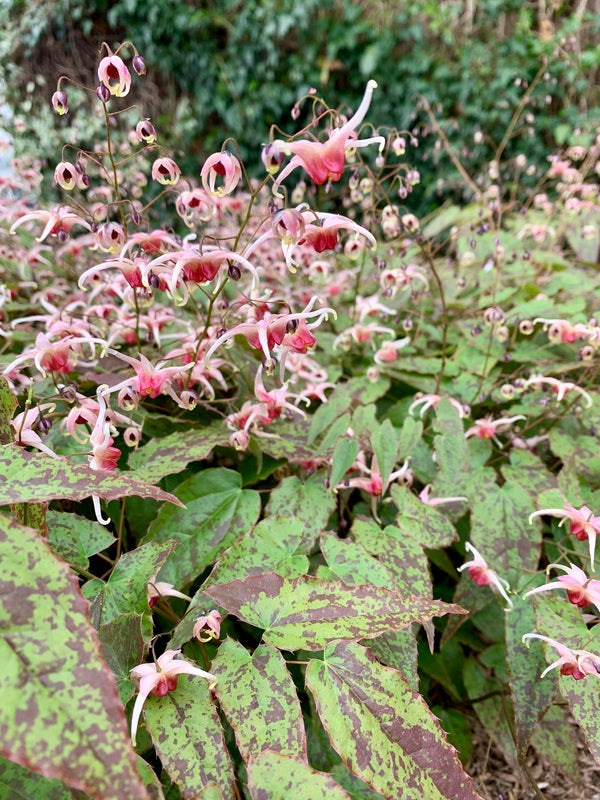 Image of Epimedium 'Pink Champagne' taken at Juniper Level Botanic Gdn, NC by Lidia Churakova
