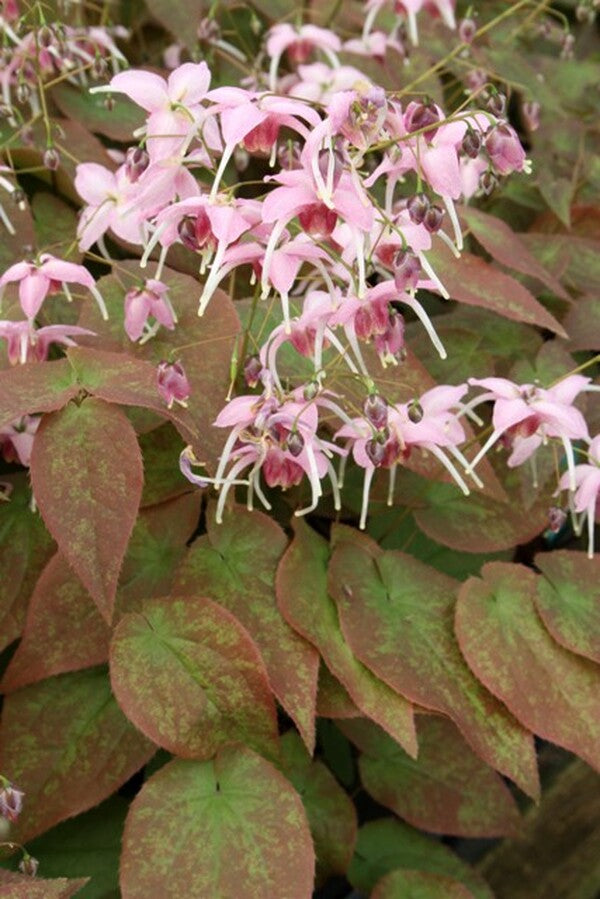Image of Epimedium 'Pretty in Pink' taken at Juniper Level Botanic Gdn, NC by JLBG