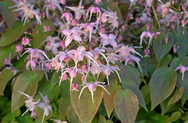 Image of Epimedium 'Pretty in Pink' taken at Juniper Level Botanic Gdn, NC by JLBG