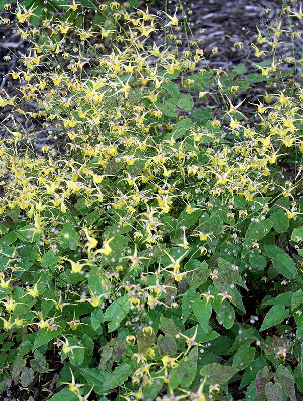 Image of Epimedium 'Songbirds' taken at Juniper Level Botanic Gdn, NC by JLBG