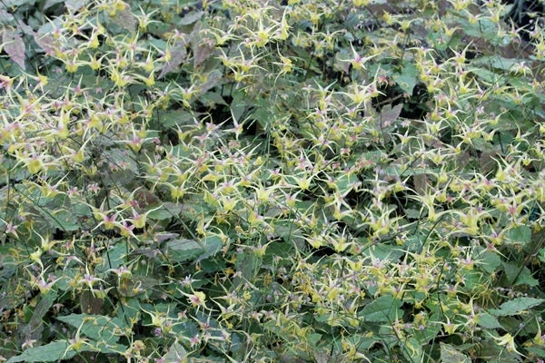 Image of Epimedium 'Songbirds' taken at Juniper Level Botanic Gdn, NC by JLBG