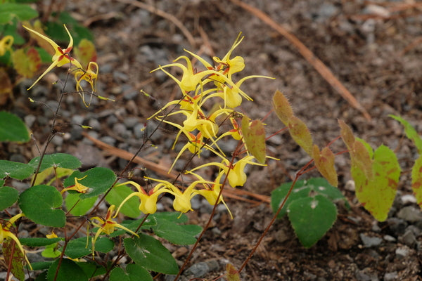 Image of Epimedium davidii 'Golden Teardrops' taken at Juniper Level Botanic Gdn, NC by JLBG