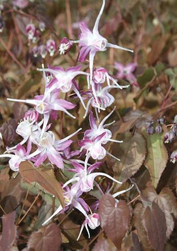 Image of Epimedium grandiflorum 'Dark Beauty' taken at Juniper Level Botanic Gdn, NC by JLBG