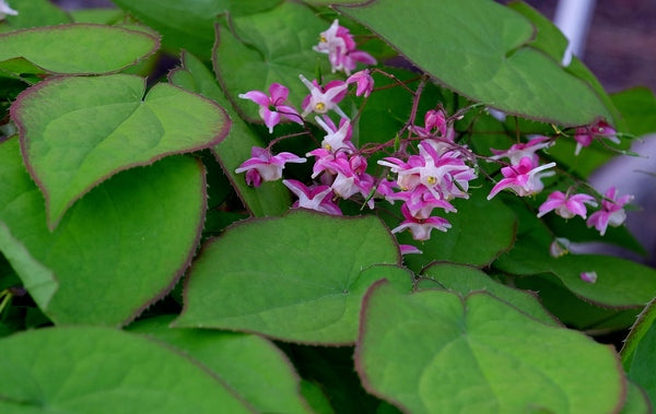 Image of Epimedium x rubrum 'Sweetheart' taken at Juniper Level Botanic Gdn, NC by JLBG