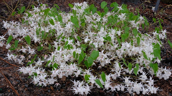 Image of Epimedium sempervirens 'Snowshoe Lake' taken at Juniper Level Botanic Gdn, NC by JLBG