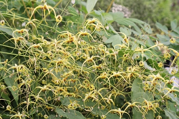 Image of Epimedium sp. 'The Giant' taken at Juniper Level Botanic Gdn, NC by JLBG