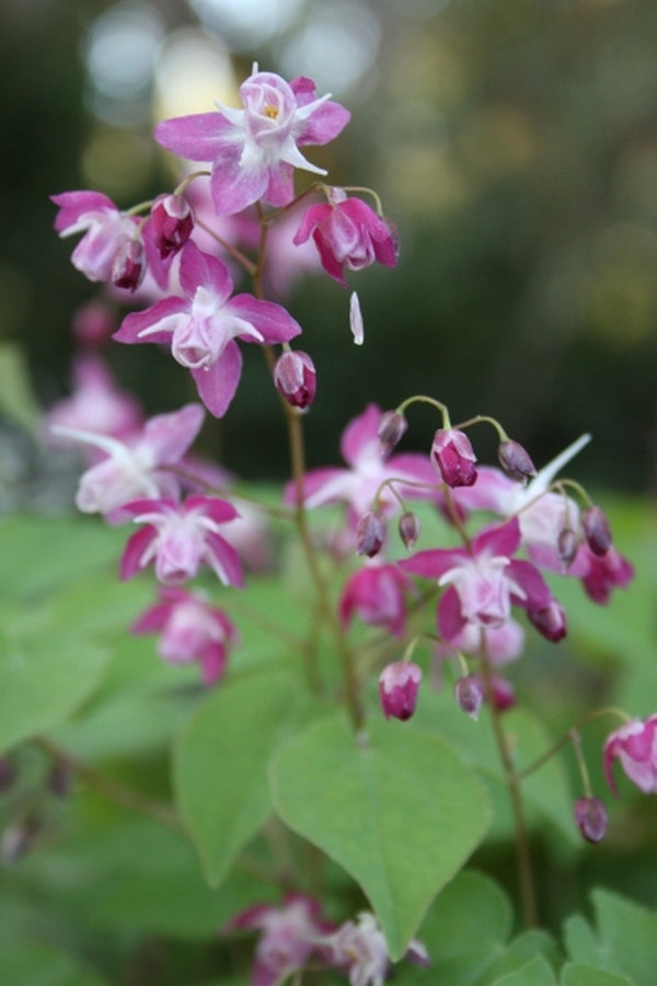 Image of Epimedium x youngianum 'Be My Valentine' taken at Juniper Level Botanic Gdn, NC by JLBG