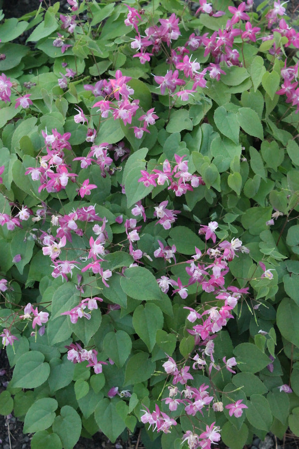 Image of Epimedium x youngianum 'Be My Valentine' taken at Juniper Level Botanic Gdn, NC by JLBG