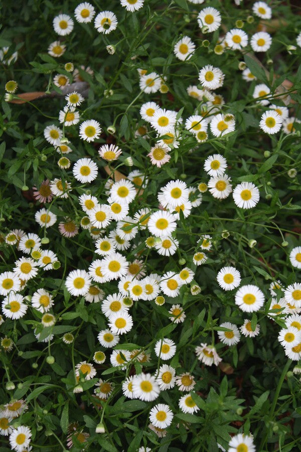Image of Erigeron karvinskianus 'Profusion' taken at Juniper Level Botanic Gdn, NC by JLBG
