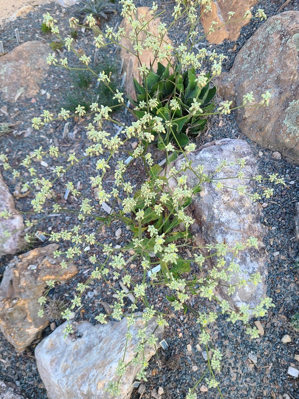 Image of Eriogonum longifolium var. longifolium 'ET' taken at Juniper Level Botanic Gdn, NC by JLBG