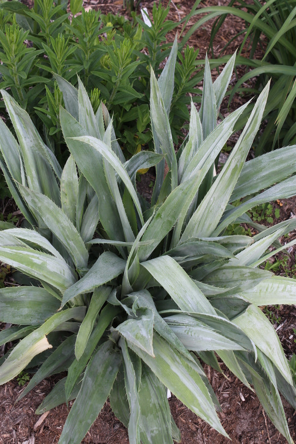 Image of Eryngium yuccifolium 'Kershaw Blue' taken at Juniper Level Botanic Gdn, NC by JLBG